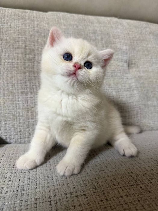 Мушукчалар сотилади