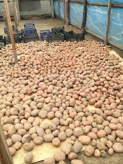 Картофель семенной белый/красный