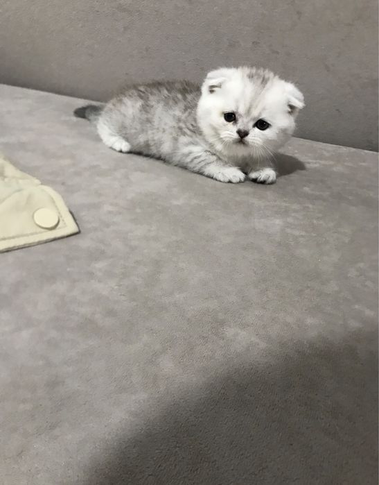 Котята продаются