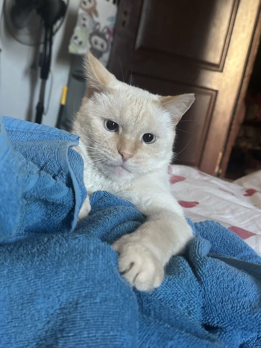 Отдам кота в добрые руки