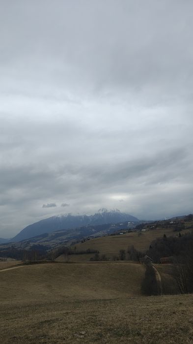 Urzici bio din natură