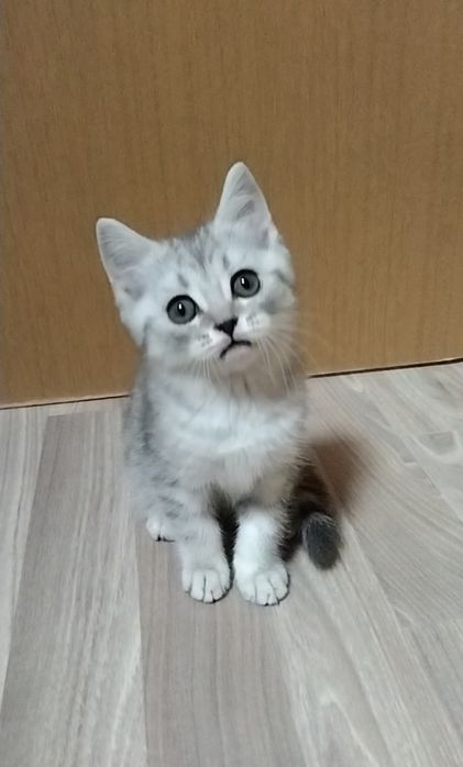 Шотландский Скоттиш страйт.