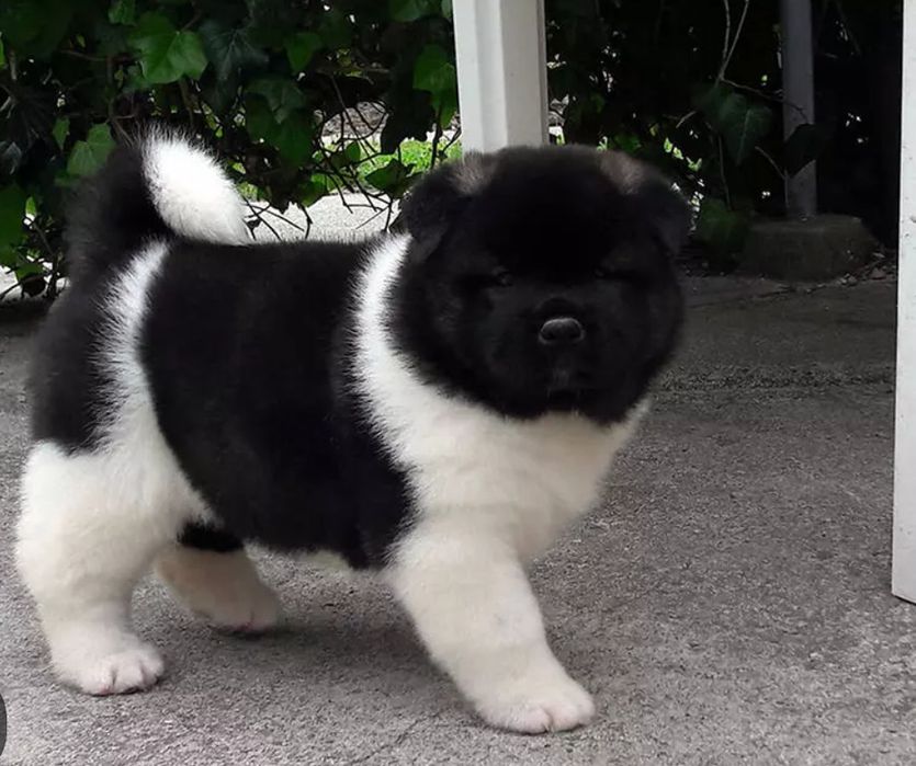 Малышки Американской Акиты