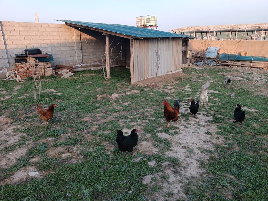 Тауықтар сатылады