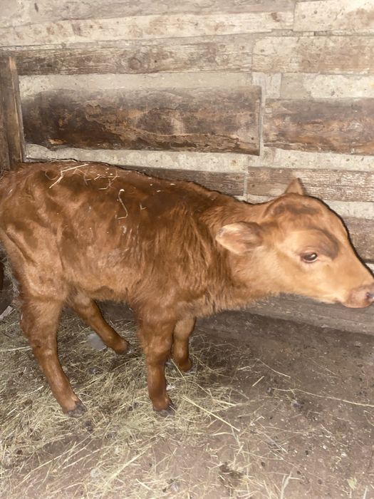 Бузау сатылады бузау