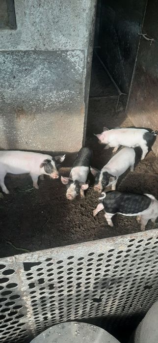Продавам малки прасета за угояване, цена 130 €
