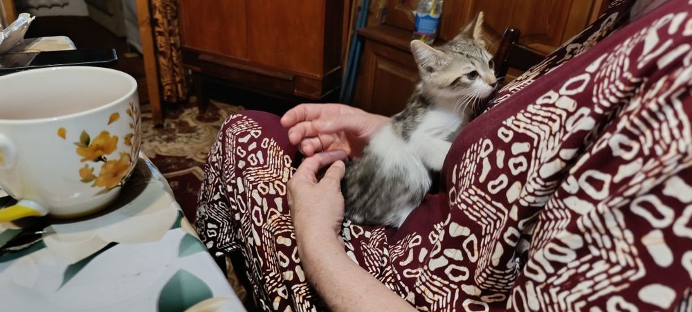 Срочно ищет дом маленький серо-белый котёнок мальчик!