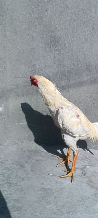 Майский о шамо сатылады