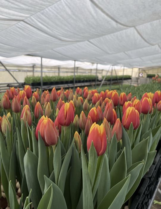 Свежие тюльпаны в розницу.