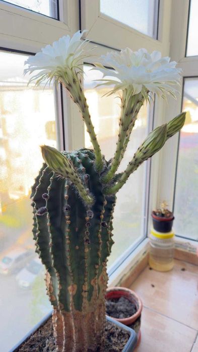Cactus cu flori albe si roz