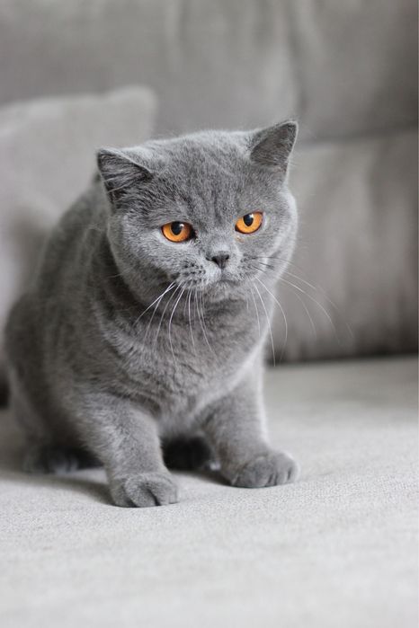 Британская кошечка, британский котенок