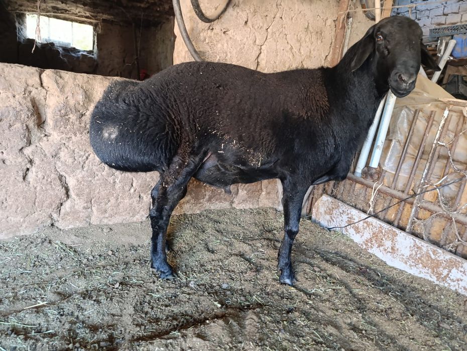 Таза гиссарский кошкар