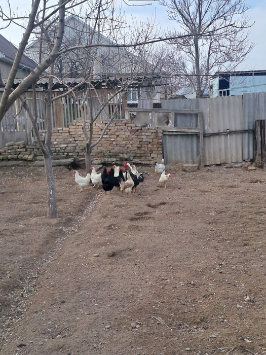 Үи тауықтары туып тур