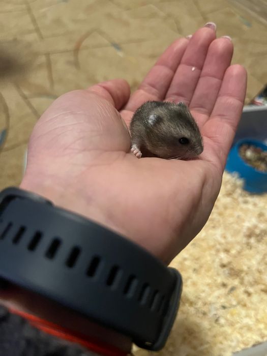 Donez hamsteri pitici !