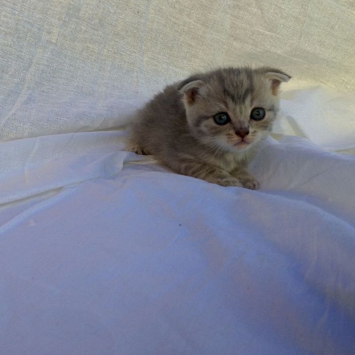 Сотилади срочна арзон нархларда‼️