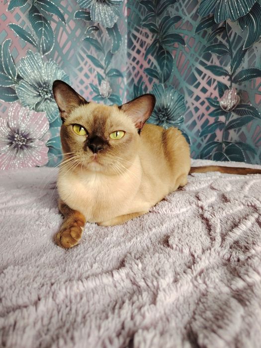 Европейская бурма