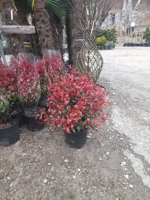 Magnolia Platan Tuia  Mesteacăn