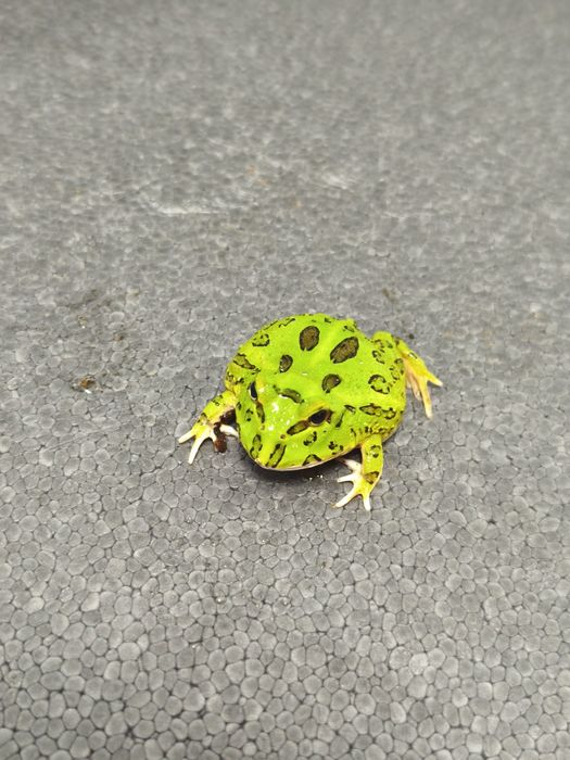Broasca Pacman Frog