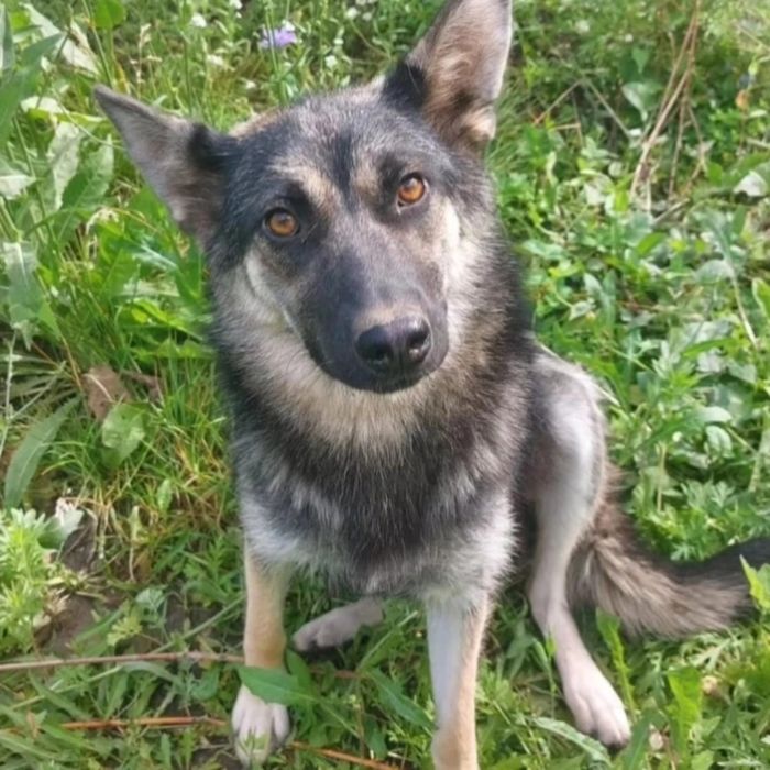 Ищет дом замечательная, добрая собака! Давайте ей поможем!