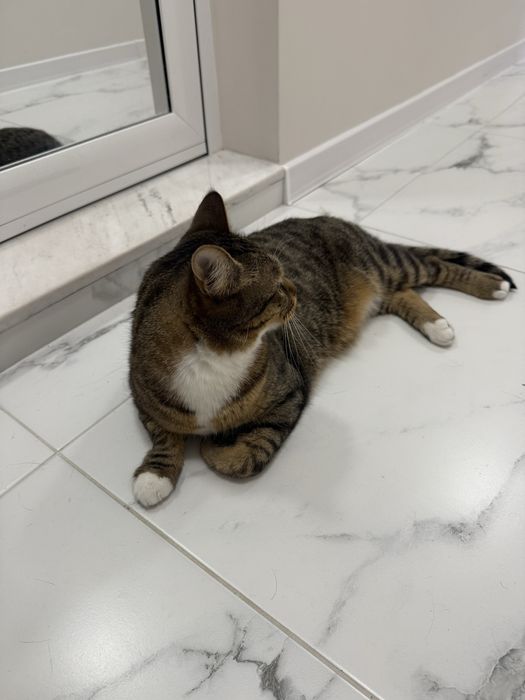 Спешно търси дом – ДОМАШЕН КОТАРАК