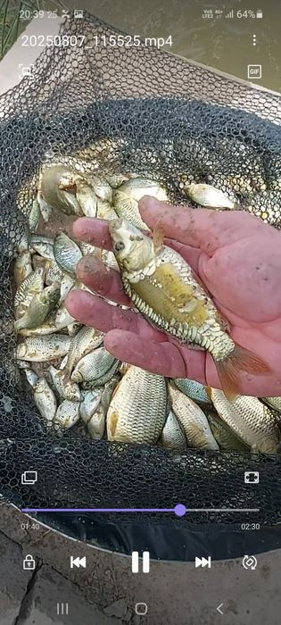 Малёк  карпа сиголетка