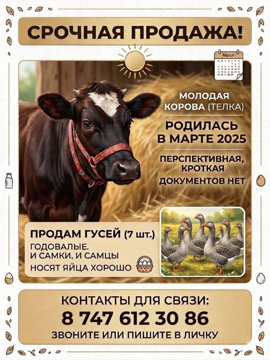Срочно  продам корову и гусей