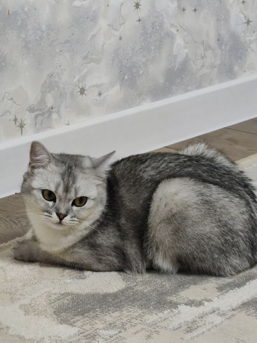 Продается кошка Британская