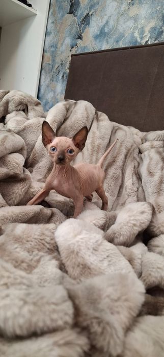 Котятки Донские Сфинксы.