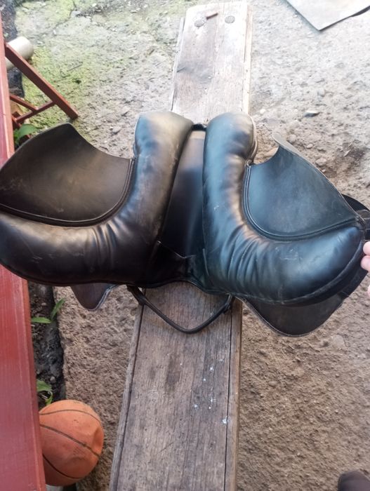 Sașa de călărie adusa recent din Germania