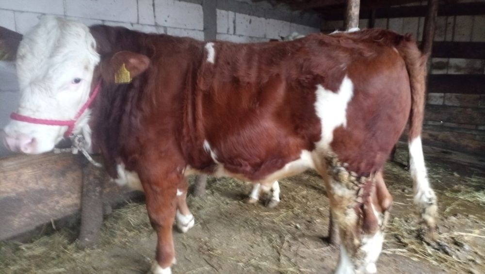 Vând taur original din montă