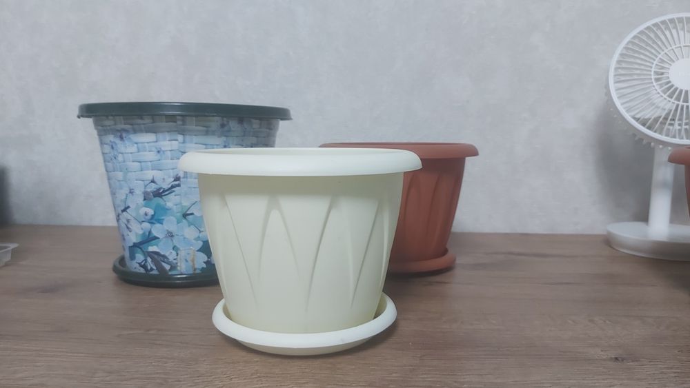 Продам излишки комнатных растений