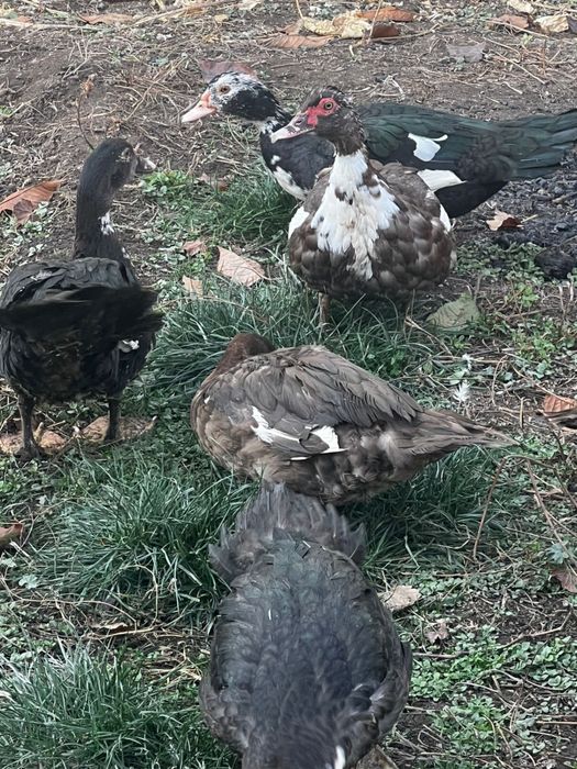 Яйцо для инкубации индоуток