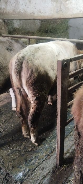 Бычек и телка продам