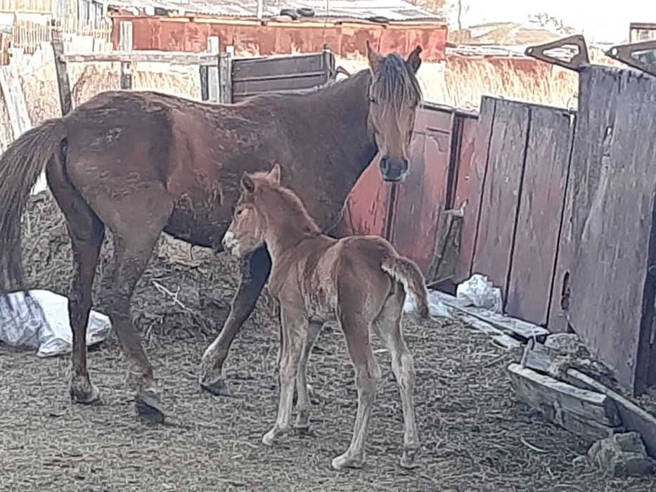 3 бас жылқы сатылады! / Продаются лошади!