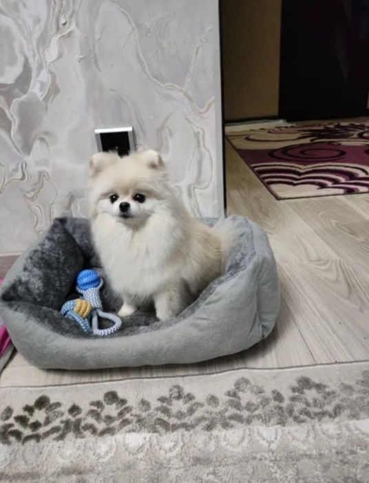 Отдам в добрые руки шпица