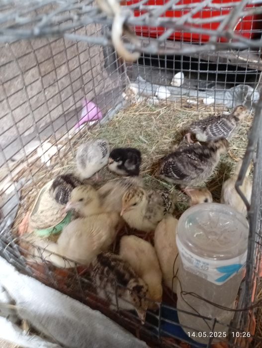 Продам индюшку с индюшатами