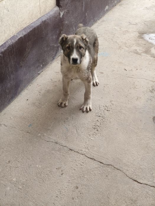 Собаки. Животные