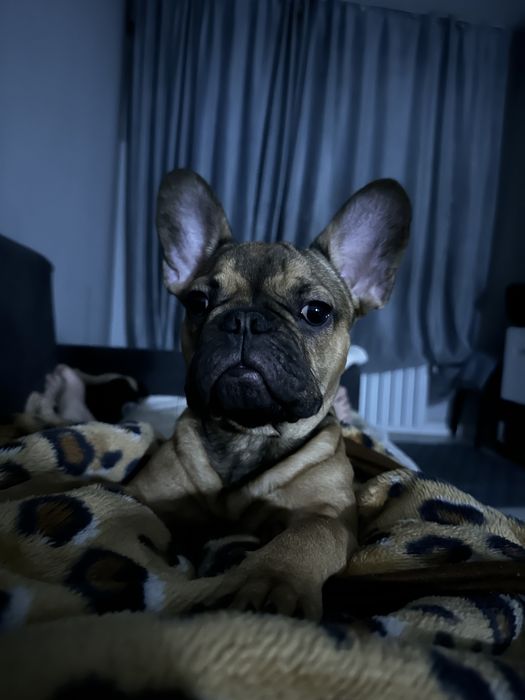Французский бульдог мальчик