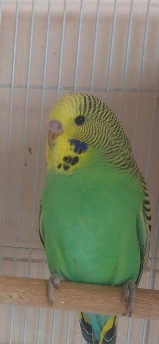 Продам попугаев.