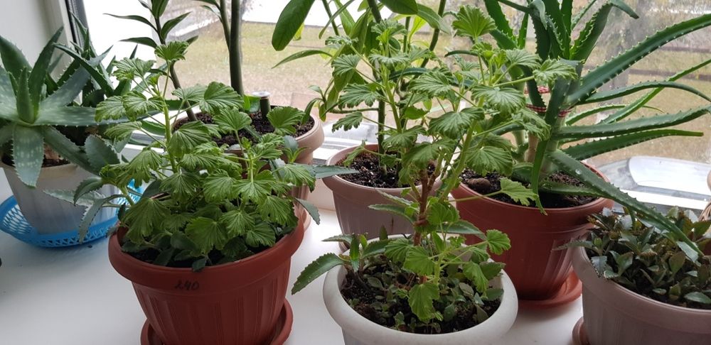 Продам лимонку ,пеларгония душистая.