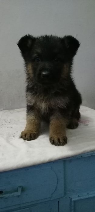 Немецкие Авчарки Кучик Сотилади