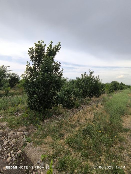 Сад яблоки слива