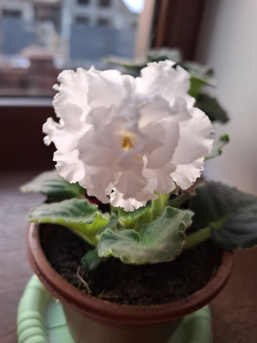 Фиалки, декабрист цветущие с доставкой