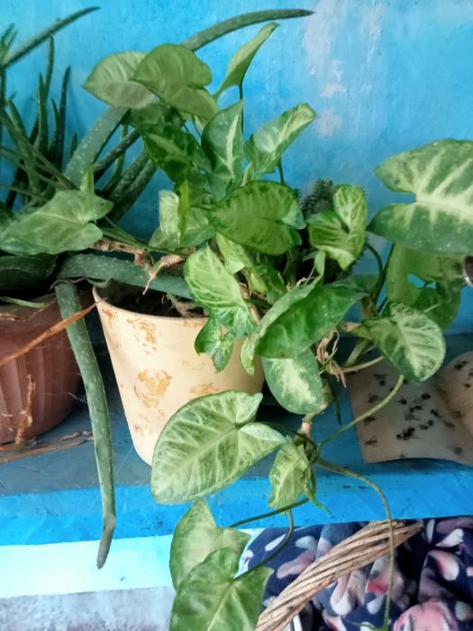 Домашние цветы красивые