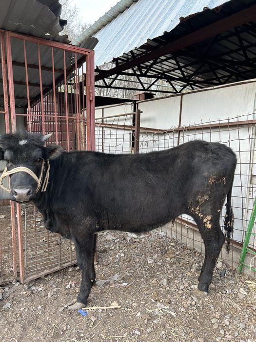Продам Жирную телку