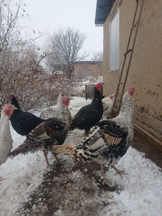 Птицы индюки и индюшки