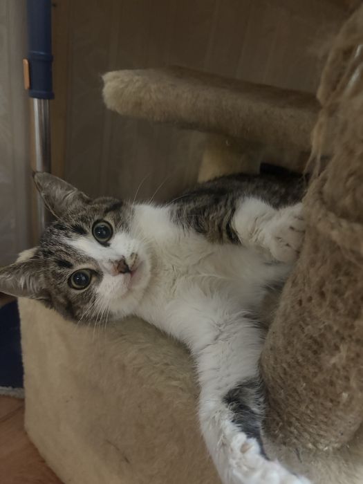 Пристраивается котенок в добрые руки