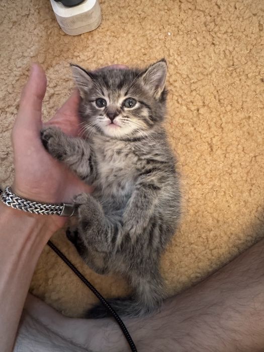 Отдам котенка в добрые руки