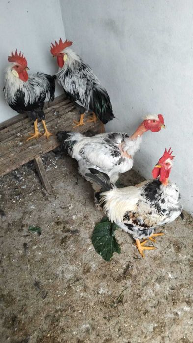 Vand cocosi de rasa tineri