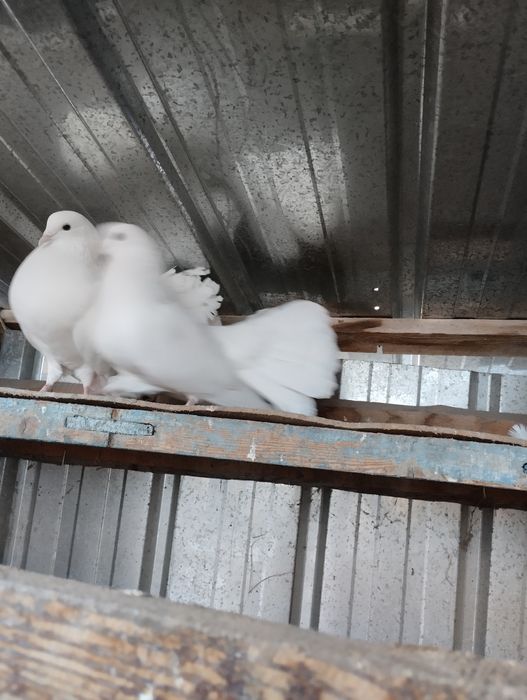 Продам голубей павлины